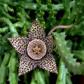 Stapelia variegata