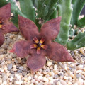 Stapelia vetula