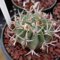 Stenocactus Coptonogonus