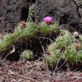 Stenocactus Crispatus