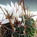 Stenocactus Hastatus