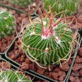 Stenocactus Multicostatus