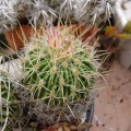 Stenocactus Obvallatus