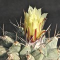 Strombocactus Corregidorae