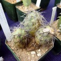 Tephrocactus Alexanderi