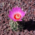 Thelocactus Bicolor