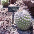 Thelocactus Conothelos