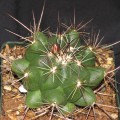 Thelocactus Garciae