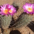 Thelocactus Hastifer