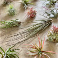 Tillandsia