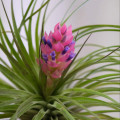 Tillandsia cyanea