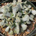 Titanopsis Calcarea