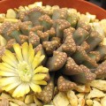 Titanopsis Hugo-schlechteri