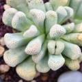 Titanopsis Luederitzii