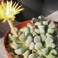 Titanopsis Primosii