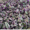 Tradescantia 'Nanouk'