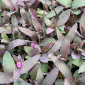 Tradescantia pallida 'Purpurea'