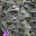 Tradescantia sillamontana