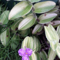 Tradescantia sillamontana variegata