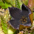 Tridentea Gemmiflora
