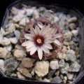 Turbinicarpus Bonatzii