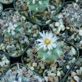 Turbinicarpus Gielsdorfianus