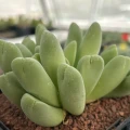 Vanheerdea divergens