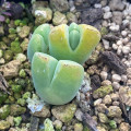 Vanheerdea primosii