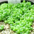 Vanheerdea Primosii