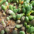 Vanheerdea roodiae