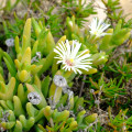 Vanzijlia annulata