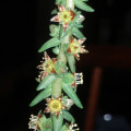 Villadia guatemalensis
