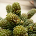 Villadia imbricata