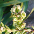 Villadia incarum
