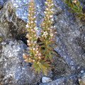 Villadia squamulosa