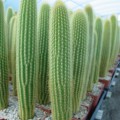 Weberbauerocereus Johnsonii