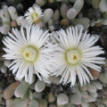 Wooleya farinosa