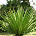Yucca