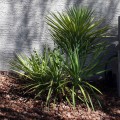 Yucca Aloifolia