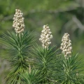 Yucca aloifolia