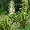 Yucca aloifolia 'Variegata'