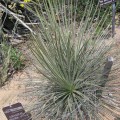 Yucca Angustissima