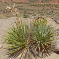Yucca angustissima