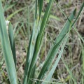 Yucca Arkansana