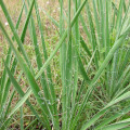 Yucca arkansana