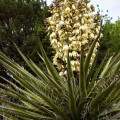 Yucca baccata