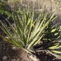 Yucca Baccata