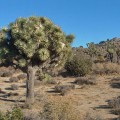 Yucca Brevifolia