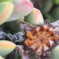Zeuktophyllum calycinum