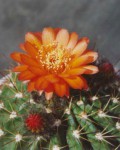 Acanthocalycium Ferrarii